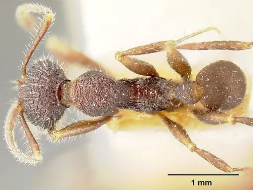 Pheidole vorax specimen JTLC000014068 image jtlc000014068_1