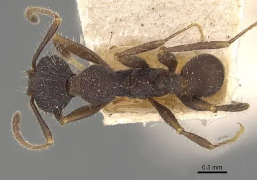 Pheidole vorax specimen JTLC000014068 image jtlc000014068_2