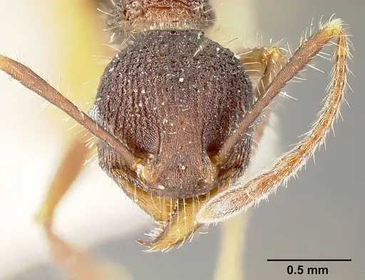 Pheidole vorax specimen JTLC000014068 image jtlc000014068_3