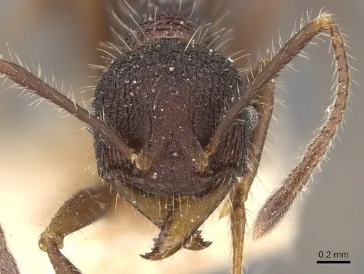 Pheidole vorax specimen JTLC000014068 image jtlc000014068_4