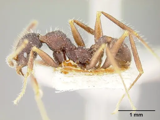 Pheidole vorax specimen JTLC000014068 image jtlc000014068_5