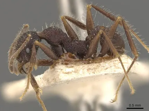 Pheidole vorax specimen JTLC000014068 image jtlc000014068_6