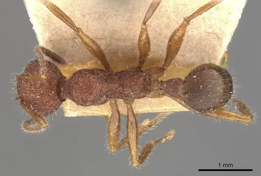 Pheidole vorax specimen JTLC000014069 image jtlc000014069_2