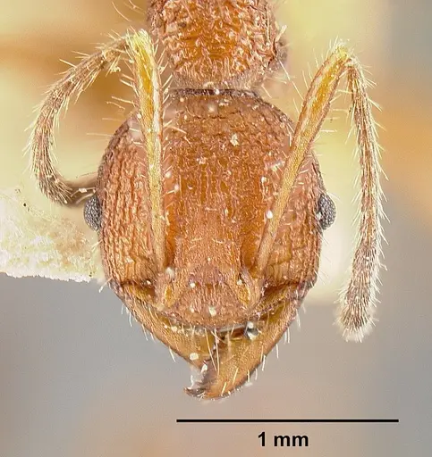 Pheidole vorax specimen JTLC000014069 image jtlc000014069_3