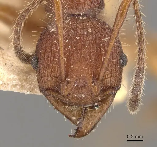Pheidole vorax specimen JTLC000014069 image jtlc000014069_4