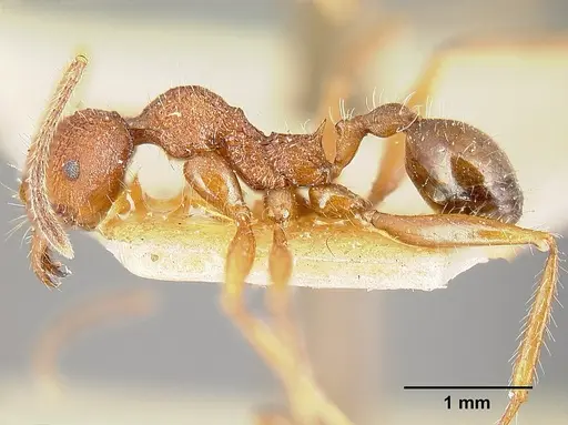 Pheidole vorax specimen JTLC000014069 image jtlc000014069_5