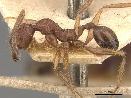 Pheidole vorax specimen JTLC000014069 image jtlc000014069_6