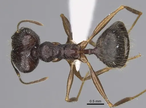 Pheidole voreios specimen CASENT0406635 image casent0406635_1