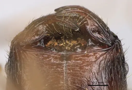 Pheidole voreios specimen CASENT0406635 image casent0406635_3
