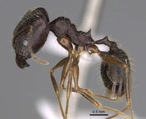 Pheidole voreios specimen CASENT0406635 image casent0406635_4