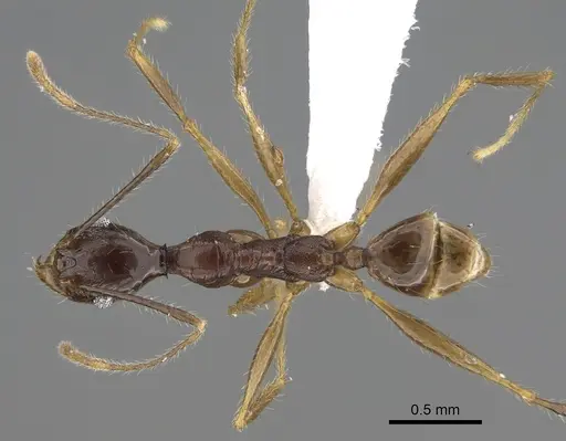 Pheidole voreios specimen CASENT0406636 image casent0406636_1