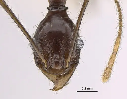 Pheidole voreios specimen CASENT0406636 image casent0406636_2
