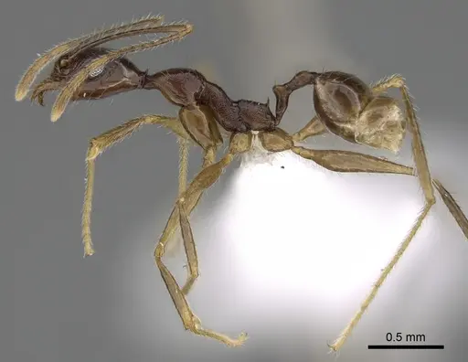 Pheidole voreios specimen CASENT0406636 image casent0406636_3