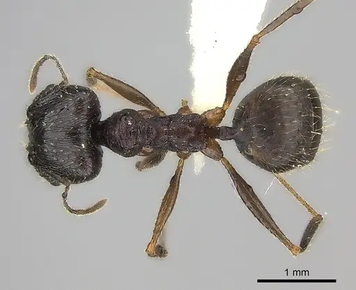 Pheidole voreios specimen CASENT0427792 image casent0427792_1