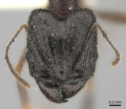 Pheidole voreios specimen CASENT0427792 image casent0427792_2