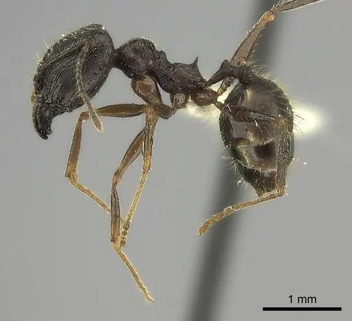 Pheidole voreios specimen CASENT0427792 image casent0427792_3