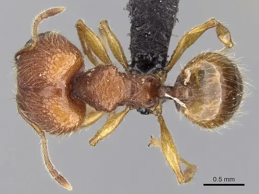 Pheidole vulcan specimen CASENT0136532 image casent0136532_1