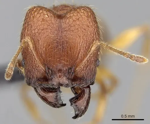 Pheidole vulcan specimen CASENT0136532 image casent0136532_2