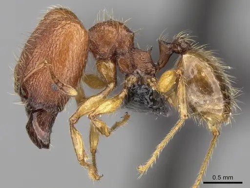 Pheidole vulcan specimen CASENT0136532 image casent0136532_3