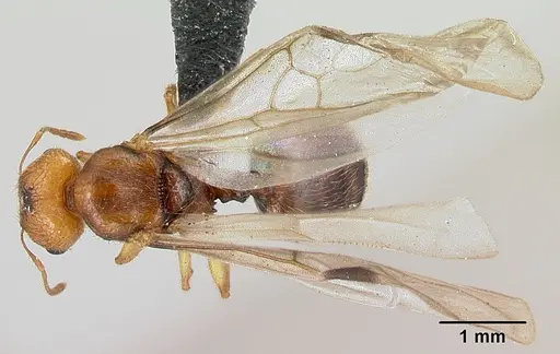 Pheidole vulcan specimen CASENT0136738 image casent0136738_1