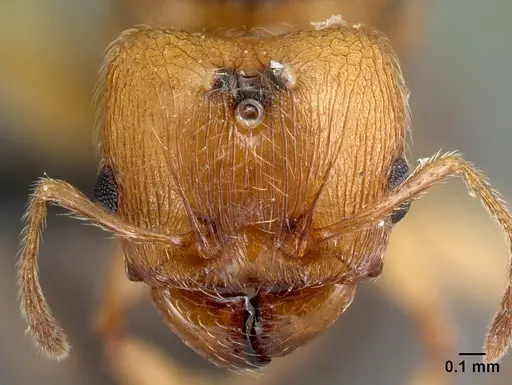 Pheidole vulcan specimen CASENT0136738 image casent0136738_2