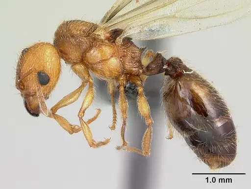 Pheidole vulcan specimen CASENT0136738 image casent0136738_3