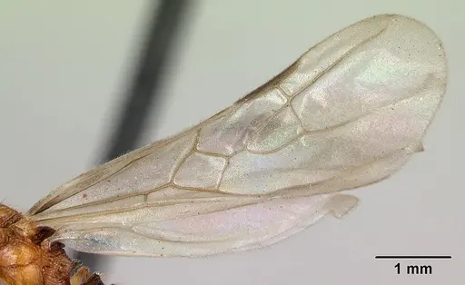 Pheidole vulcan specimen CASENT0136738 image casent0136738_4