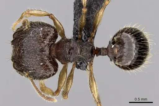Pheidole vulcan specimen CASENT0136990 image casent0136990_1