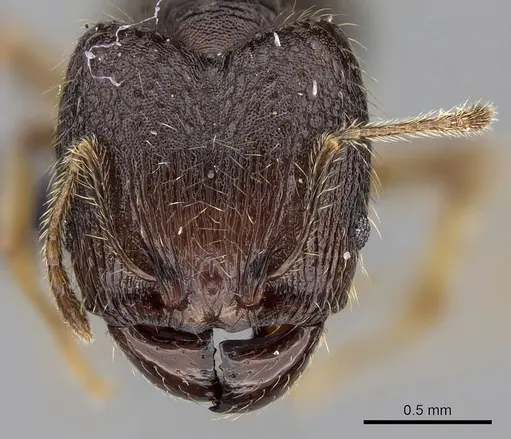 Pheidole vulcan specimen CASENT0136990 image casent0136990_2