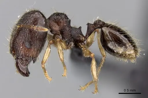 Pheidole vulcan specimen CASENT0136990 image casent0136990_3