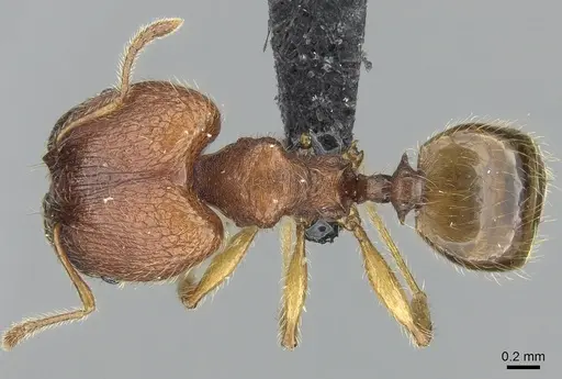 Pheidole vulcan specimen CASENT0137234 image casent0137234_1