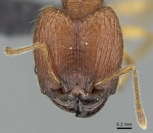 Pheidole vulcan specimen CASENT0137234 image casent0137234_2