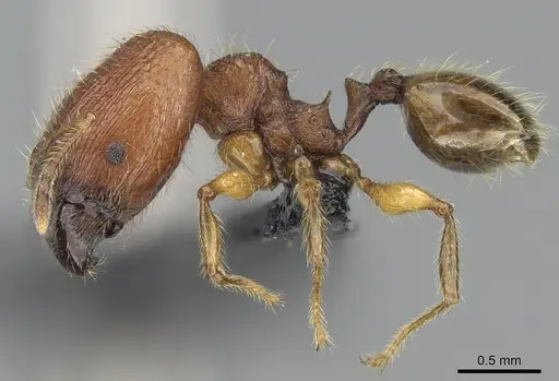 Pheidole vulcan specimen CASENT0137234 image casent0137234_3
