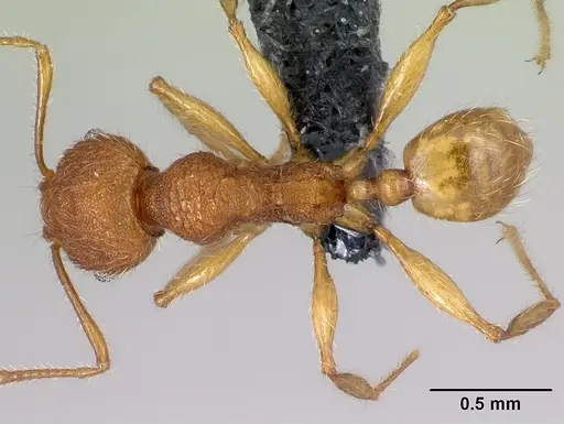 Pheidole vulcan specimen CASENT0137260 image casent0137260_1