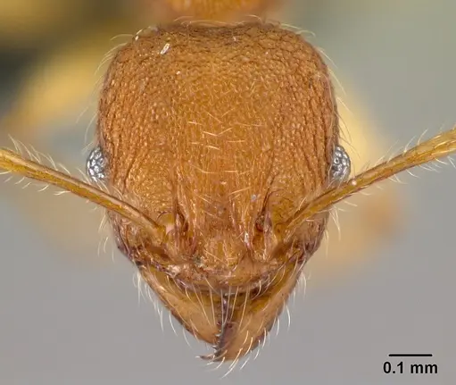 Pheidole vulcan specimen CASENT0137260 image casent0137260_2