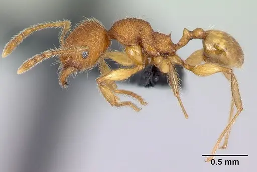 Pheidole vulcan specimen CASENT0137260 image casent0137260_3