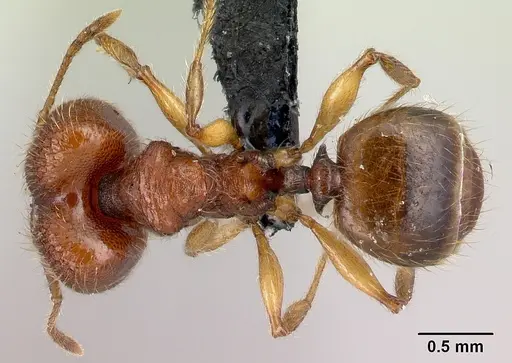 Pheidole vulcan specimen CASENT0137291 image casent0137291_1