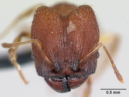 Pheidole vulcan specimen CASENT0137291 image casent0137291_2