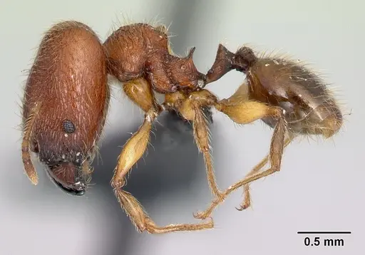Pheidole vulcan specimen CASENT0137291 image casent0137291_3