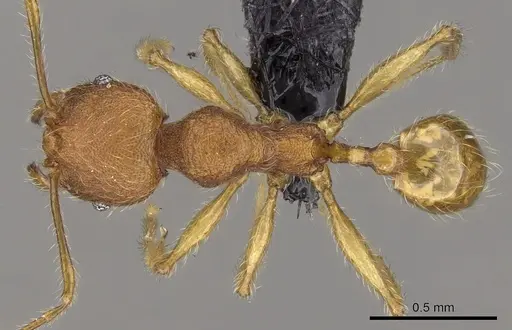 Pheidole vulcan specimen CASENT0137429 image casent0137429_1