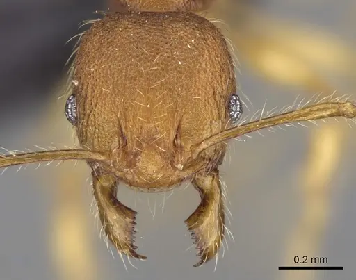 Pheidole vulcan specimen CASENT0137429 image casent0137429_2