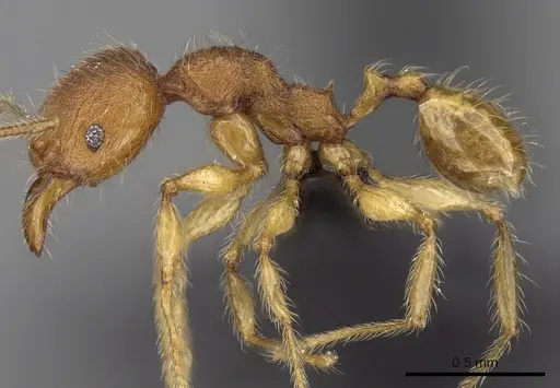 Pheidole vulcan specimen CASENT0137429 image casent0137429_3