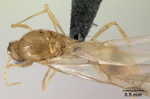 Pheidole vulcan specimen CASENT0137444 image casent0137444_1