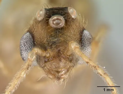 Pheidole vulcan specimen CASENT0137444 image casent0137444_2