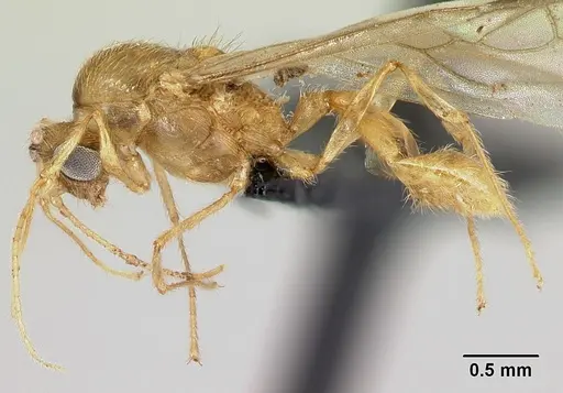 Pheidole vulcan specimen CASENT0137444 image casent0137444_3