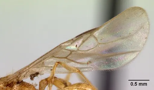 Pheidole vulcan specimen CASENT0137444 image casent0137444_4