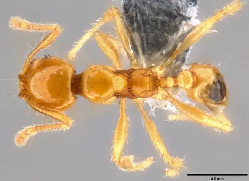 Pheidole vulgaris specimen CASENT0282658 image casent0282658_1