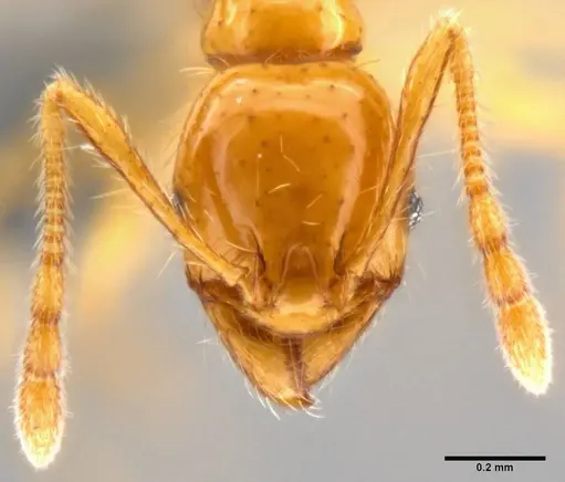 Pheidole vulgaris specimen CASENT0282658 image casent0282658_2