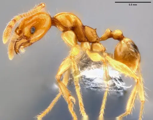 Pheidole vulgaris specimen CASENT0282658 image casent0282658_3