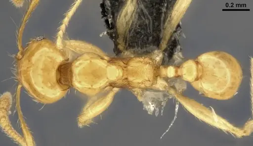 Pheidole vulgaris specimen CASENT0282732 image casent0282732_1